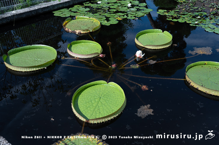 スイレン池で栽培されているパラグアイオニバスの鉢植え　鎌倉市・大船フラワーセンター　2025/09/11
