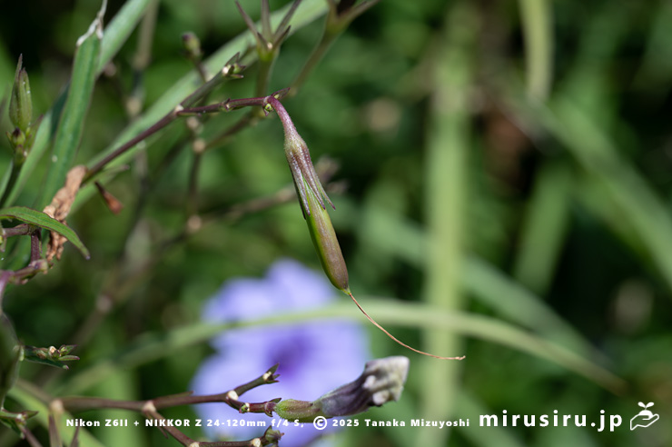 ヤナギバルイラソウの未熟な実　茅ヶ崎市・鶴嶺東コミュニティセンター　2025/09/24