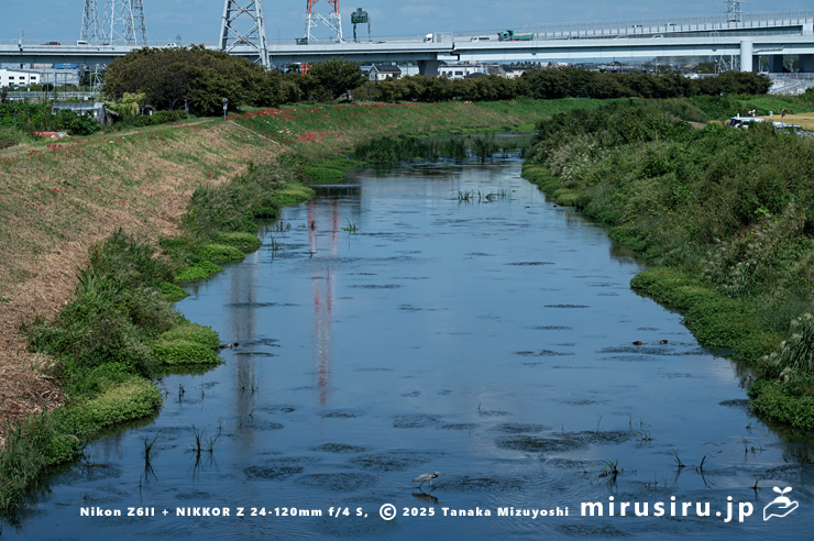 復活して茂ってきたナガエツルノゲイトウ　茅ヶ崎市・小出川・萩園橋　2025/09/24