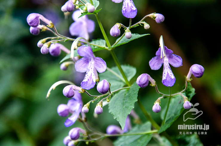 カリガネソウ　葉山町上山口・おもての湧水　2016/09/30