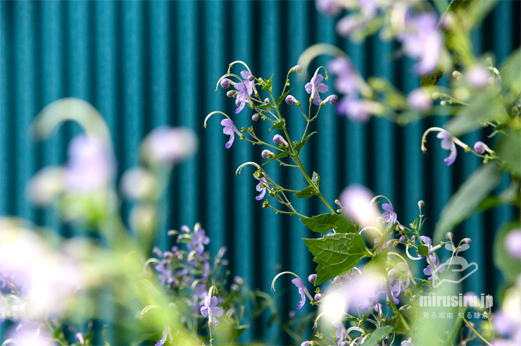 カリガネソウ　葉山町上山口・おもての湧水　2016/09/30