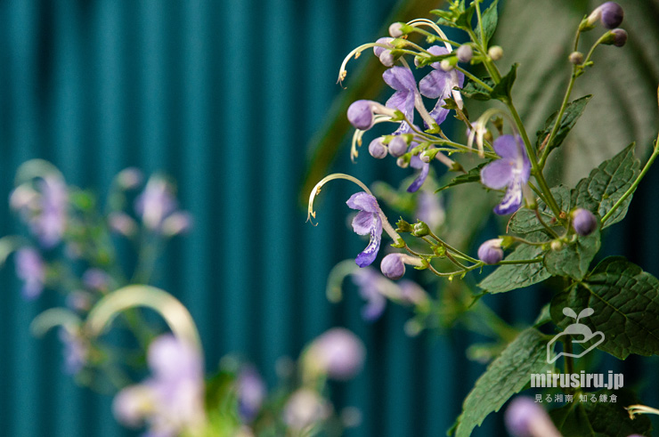 開花中のカリガネソウ　葉山町上山口・おもての湧水　2016/09/30