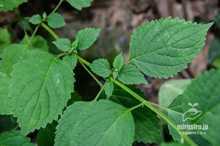 カリガネソウの葉　葉山町上山口・おもての湧水　2016/09/30