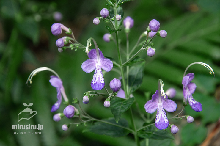 カリガネソウの花　葉山町上山口・おもての湧水　2016/09/30
