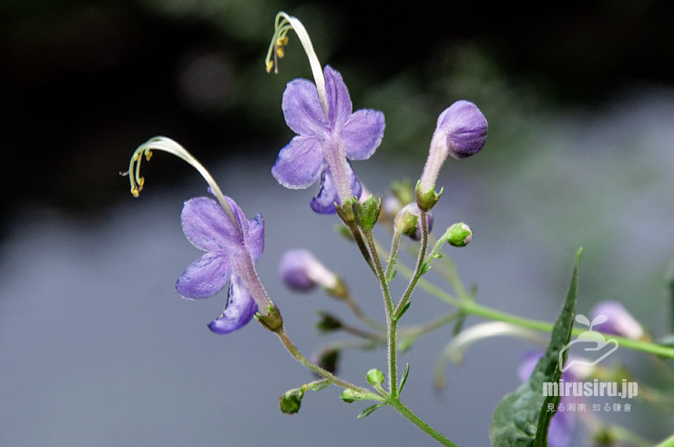 カリガネソウの花　葉山町上山口・おもての湧水　2016/09/30