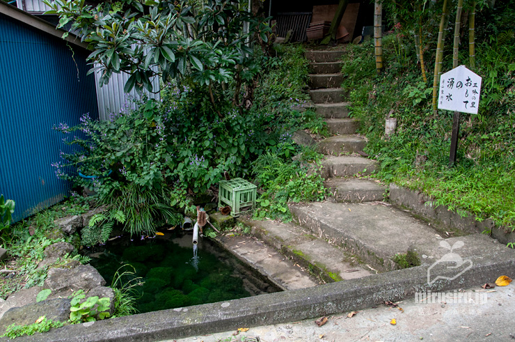 開花中のカリガネソウ　葉山町上山口・おもての湧水　2016/09/30