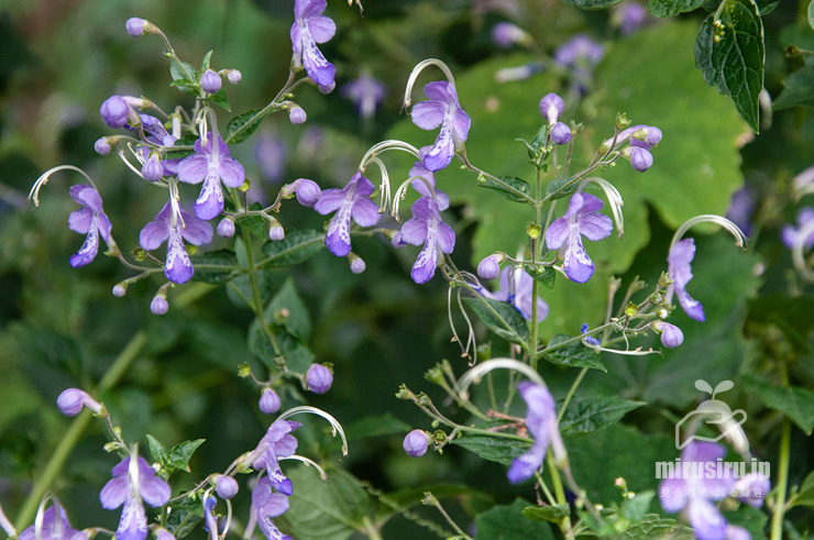 開花中のカリガネソウ　葉山町上山口・おもての湧水　2016/09/30