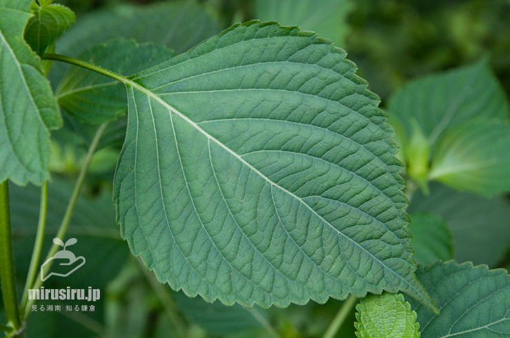エゴマの葉　茅ヶ崎市・清水谷　2017/08/27