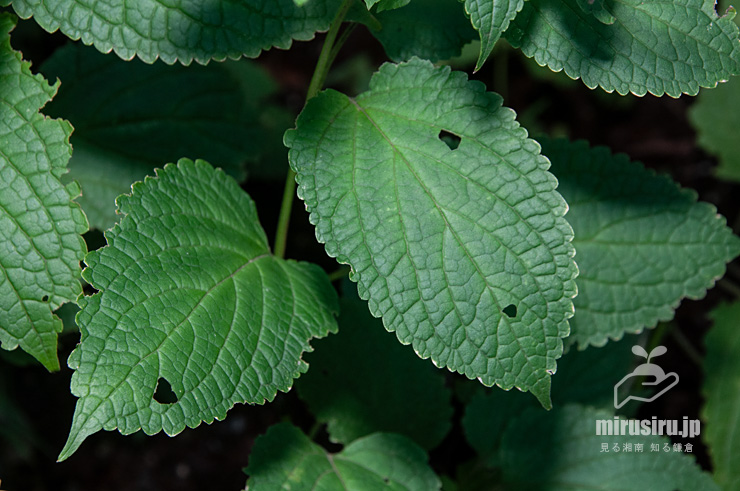 カリガネソウの葉　大磯城山公園　2018/09/18