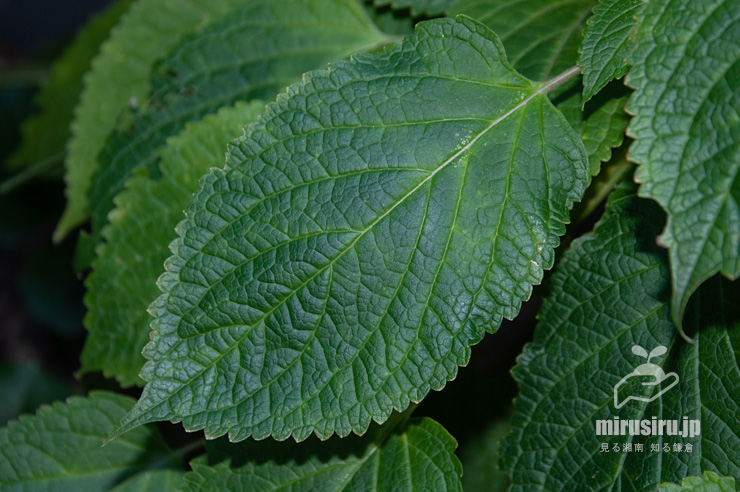カリガネソウの葉　鎌倉市・円覚寺松嶺院　2019/09/19