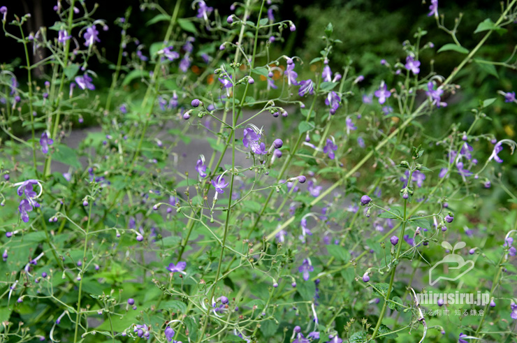 開花中のカリガネソウの大株　横浜市戸塚区・俣野別邸庭園　2021/07/26