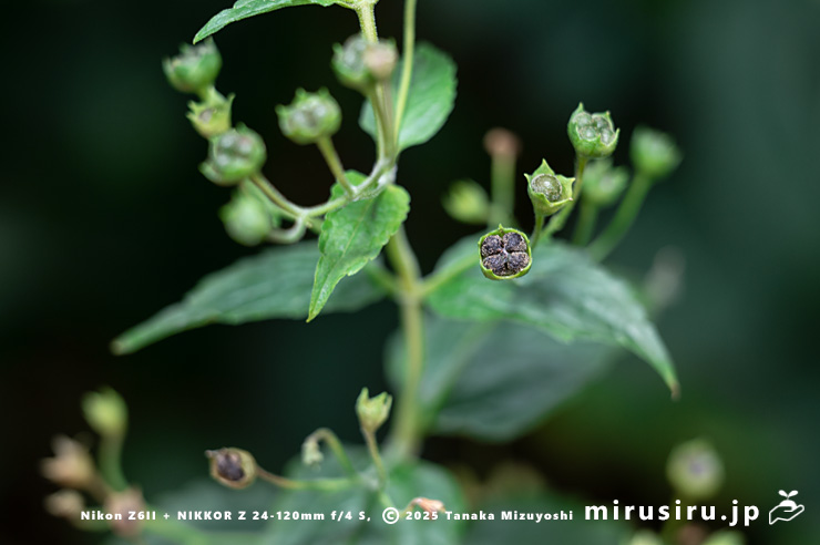 カリガネソウの熟した実　横浜市南区・横浜市こども植物園　2024/11/06