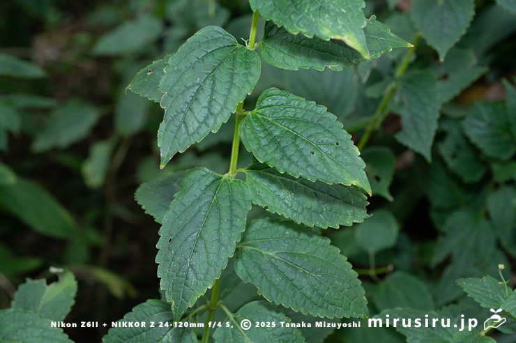 カリガネソウの葉　横浜市南区・横浜市こども植物園　2024/11/06