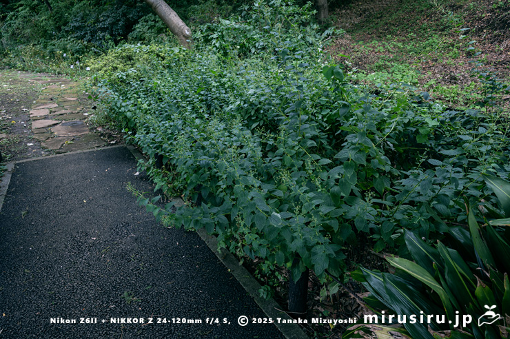 実がなったカリガネソウ　横浜市南区・横浜市こども植物園　2024/11/06
