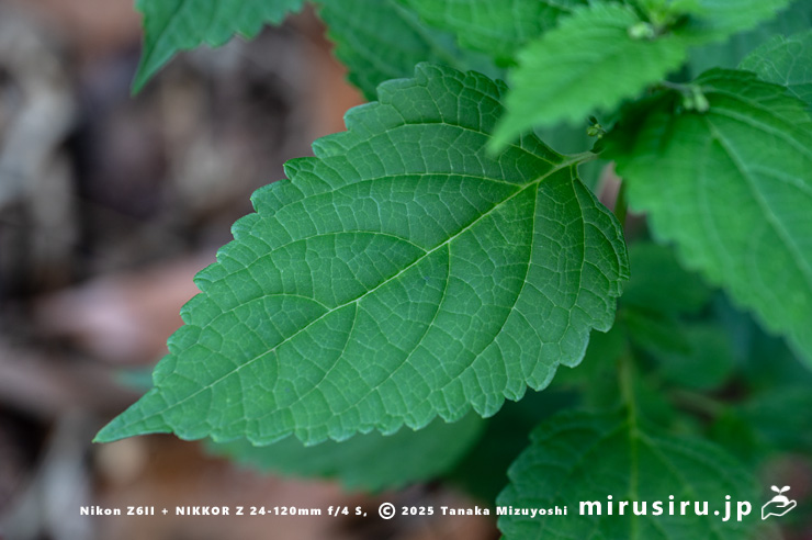 カリガネソウの葉　三浦市南下浦町菊名　2025/09/30