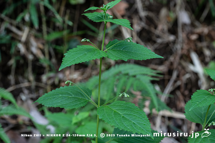 蕾を付けたカリガネソウの小型株　三浦市南下浦町菊名　2025/09/30