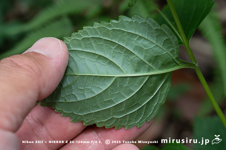 カリガネソウの葉裏　三浦市南下浦町菊名　2025/09/30