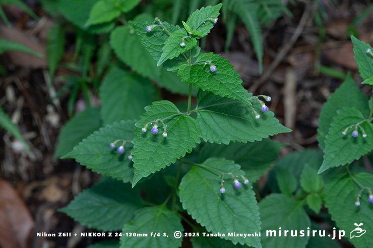 蕾を付けたカリガネソウの小型株　三浦市南下浦町菊名　2025/10/05