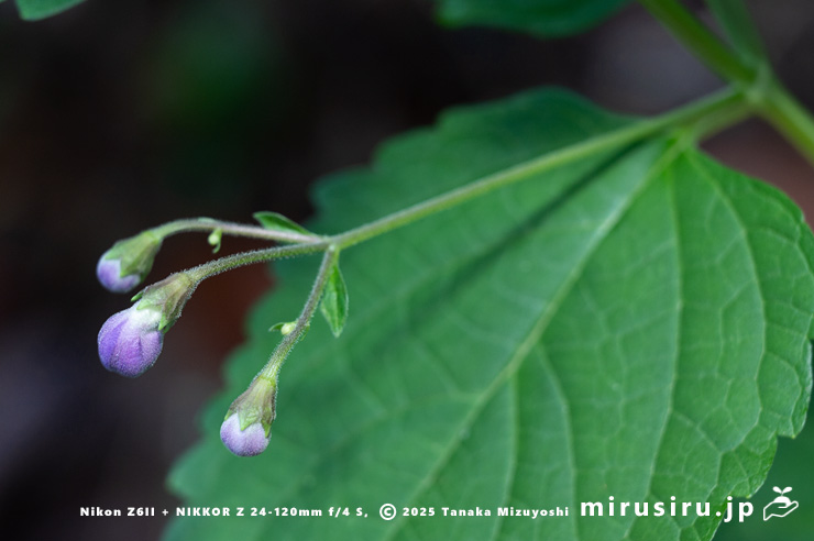 カリガネソウの小型株の蕾　三浦市南下浦町菊名　2025/10/05