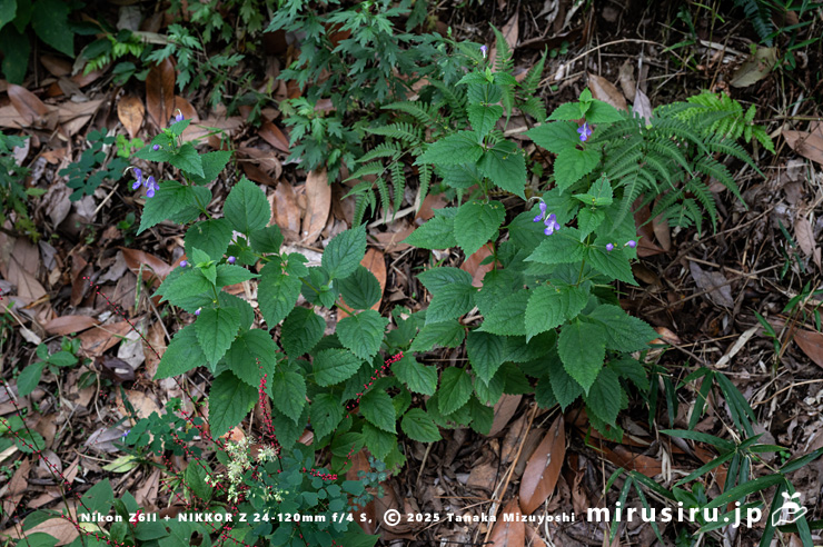 開花中のカリガネソウの小型株　三浦市南下浦町菊名　2025/10/12