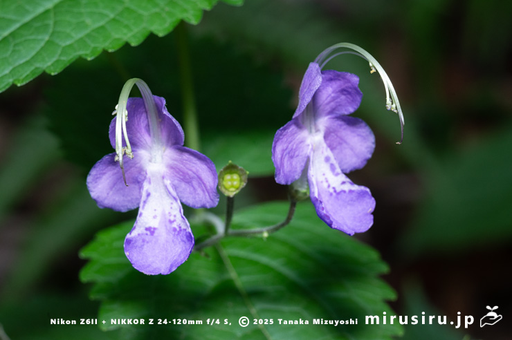 カリガネソウの花　三浦市南下浦町菊名　2025/10/12
