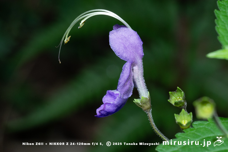 カリガネソウの花　三浦市南下浦町菊名　2025/10/12