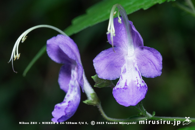 カリガネソウの花　三浦市南下浦町菊名　2025/10/12