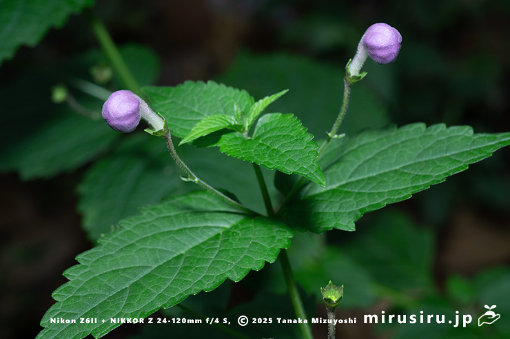 蕾を付けたカリガネソウの小型株　三浦市南下浦町菊名　2025/10/12