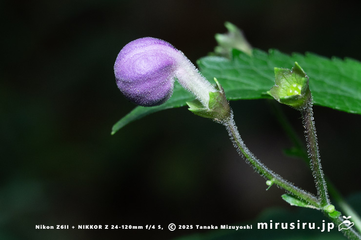 カリガネソウの蕾　三浦市南下浦町菊名　2025/10/12
