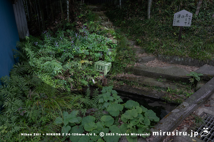 開花中のカリガネソウ　葉山町上山口・おもての湧水　2025/10/12