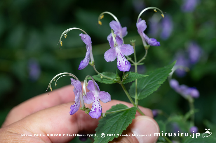 カリガネソウの花のサイズ感　葉山町・森戸川源流　202510/14