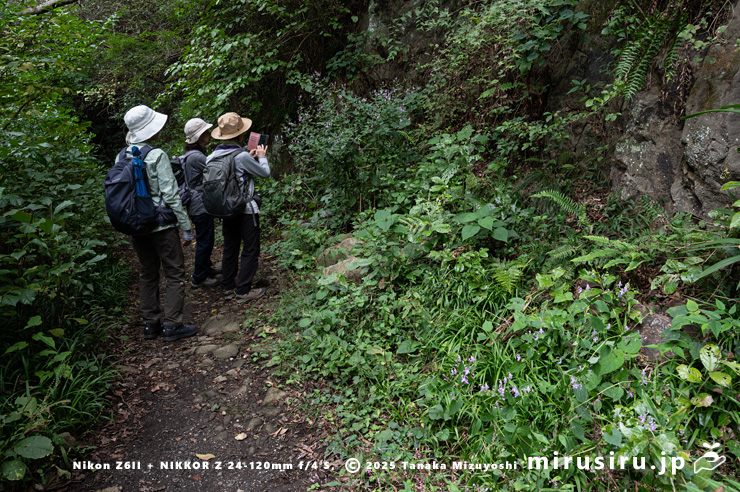 山道沿いに生えた開花中のカリガネソウ　葉山町・森戸川源流　2025/10/14
