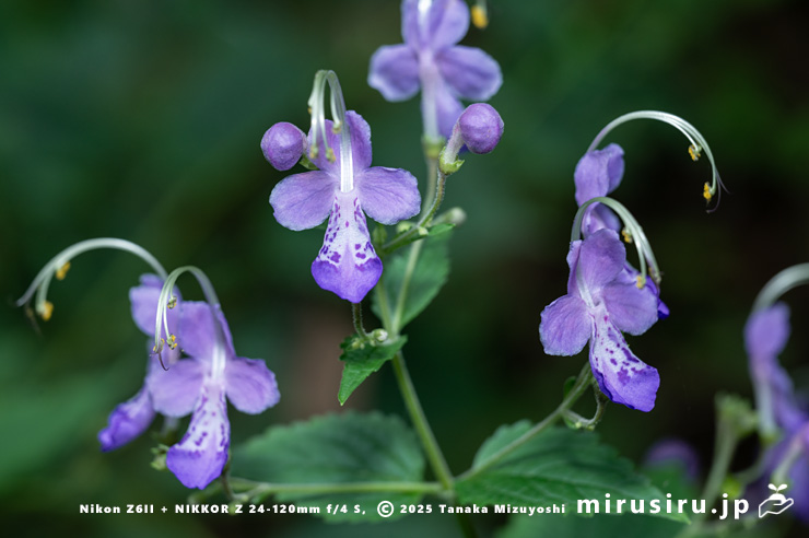カリガネソウの花　葉山町・森戸川源流　2025/10/14