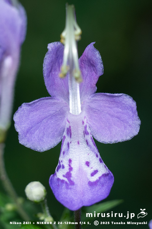 カリガネソウの花　葉山町・森戸川源流　2025/10/14
