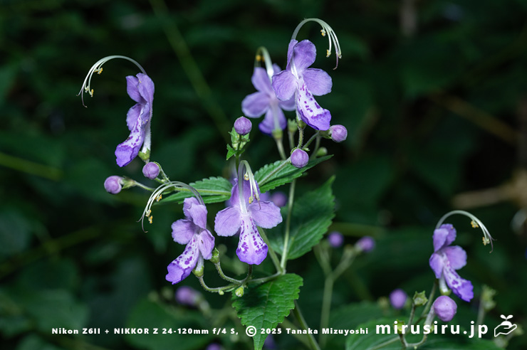 カリガネソウの花　葉山町・森戸川源流　2025/10/14
