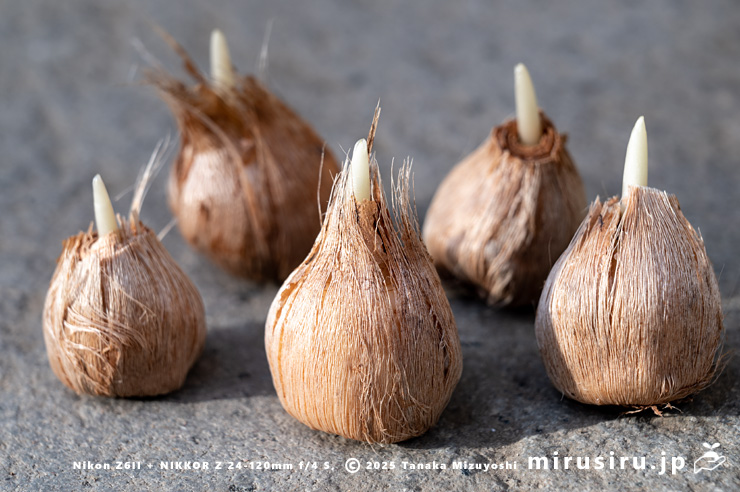 サフランの発芽　茅ヶ崎市浜之郷　2025/10/29