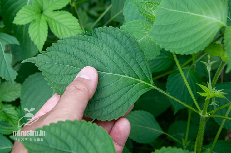 エゴマの葉　茅ヶ崎市・清水谷　2017/08/27