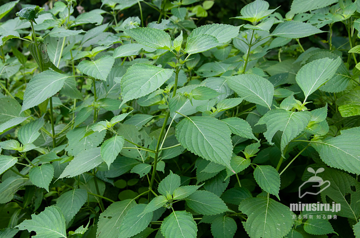 エゴマの群生　茅ヶ崎市・清水谷 2017/08/27