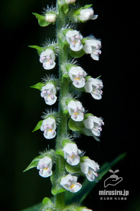 エゴマの花　茅ヶ崎市・清水谷　2017/09/29