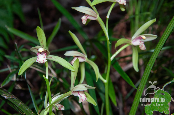 確認用！ 百花繚乱 すぐるん EPO-79-535s 風景 彩花繚乱 1000ピース エポック社 の商品詳細ページ