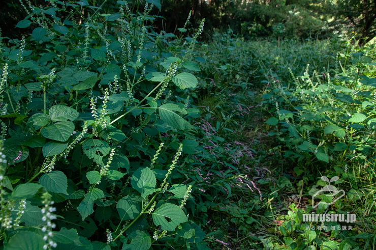 野草化して草地に茂った開花中のエゴマ　茅ヶ崎市・清水谷　2019/10/10