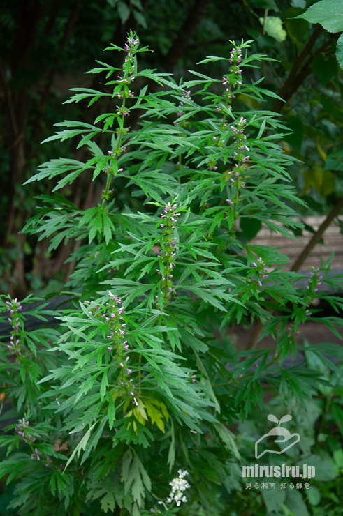 開花中のメハジキ　東京都調布市・野草園　2020/08/04