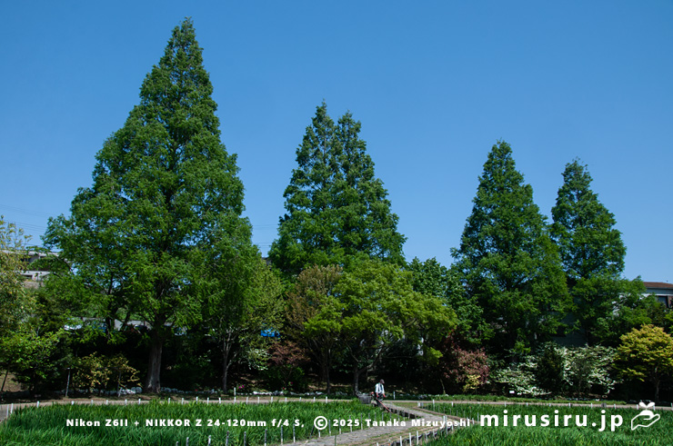 新緑のメタセコイア　横須賀しょうぶ園　2021/04/20
