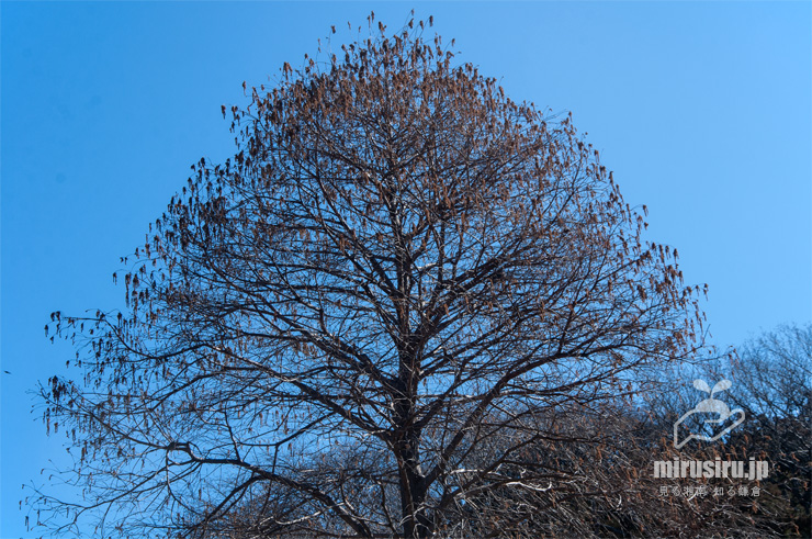 開花中のラクウショウ　藤沢市・新林公園　2023/02/28