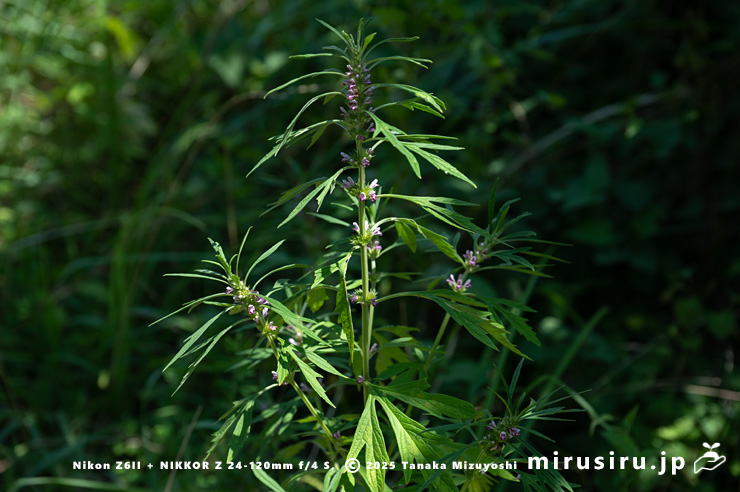 開花中のメハジキ　横浜市栄区・横浜自然観察の森　2023/07/18