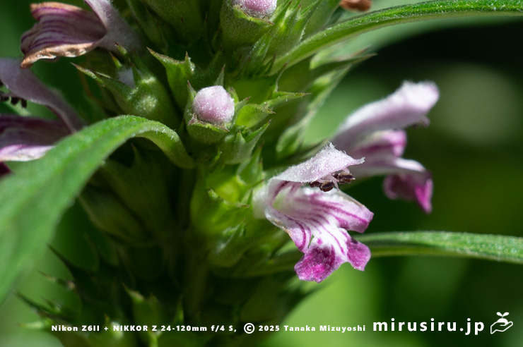 メハジキの花　横浜市栄区・横浜自然観察の森　2023/07/18