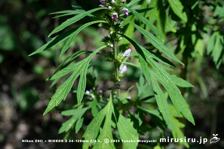開花中のメハジキの茎上部の葉　横浜市栄区・横浜自然観察の森　2023/07/18