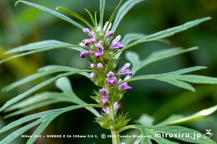 メハジキの花　横浜市栄区・横浜自然観察の森　2023/07/18
