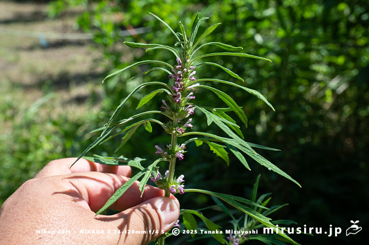 開花中のメハジキのサイズ感　横浜市栄区・横浜自然観察の森　2023/07/18