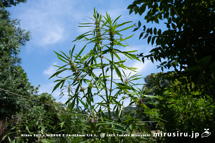 開花中のメハジキ　横浜市栄区・横浜自然観察の森　2023/07/18